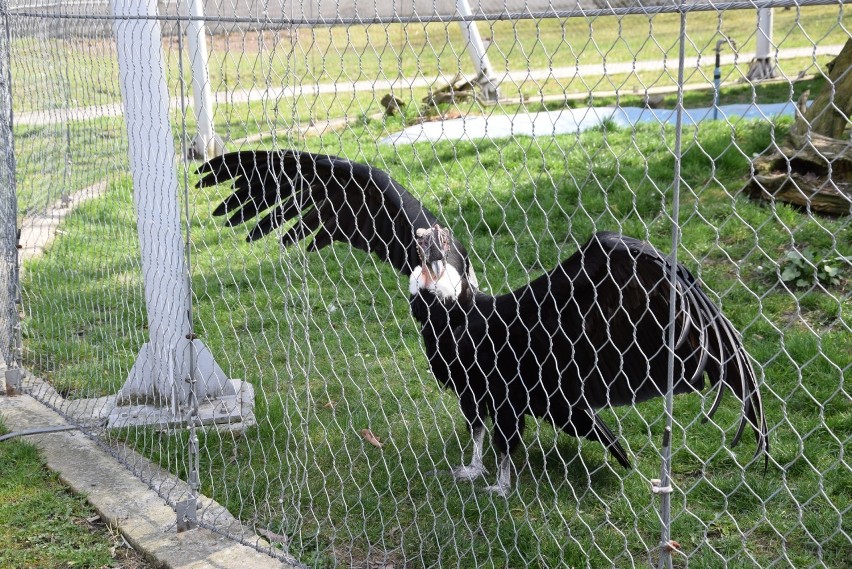 W śląskim zoo nie zobaczymy już kondora wielkiego. Baltazar,...