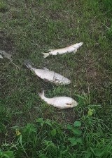 Gmina Stare Pole. Śnięte ryby znalezione w okolicy ujścia kanału wodnego do Nogatu