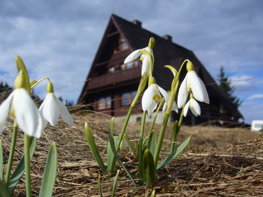 Bacówka na Hali Rycerzowej (Beskid Żywiecki)...