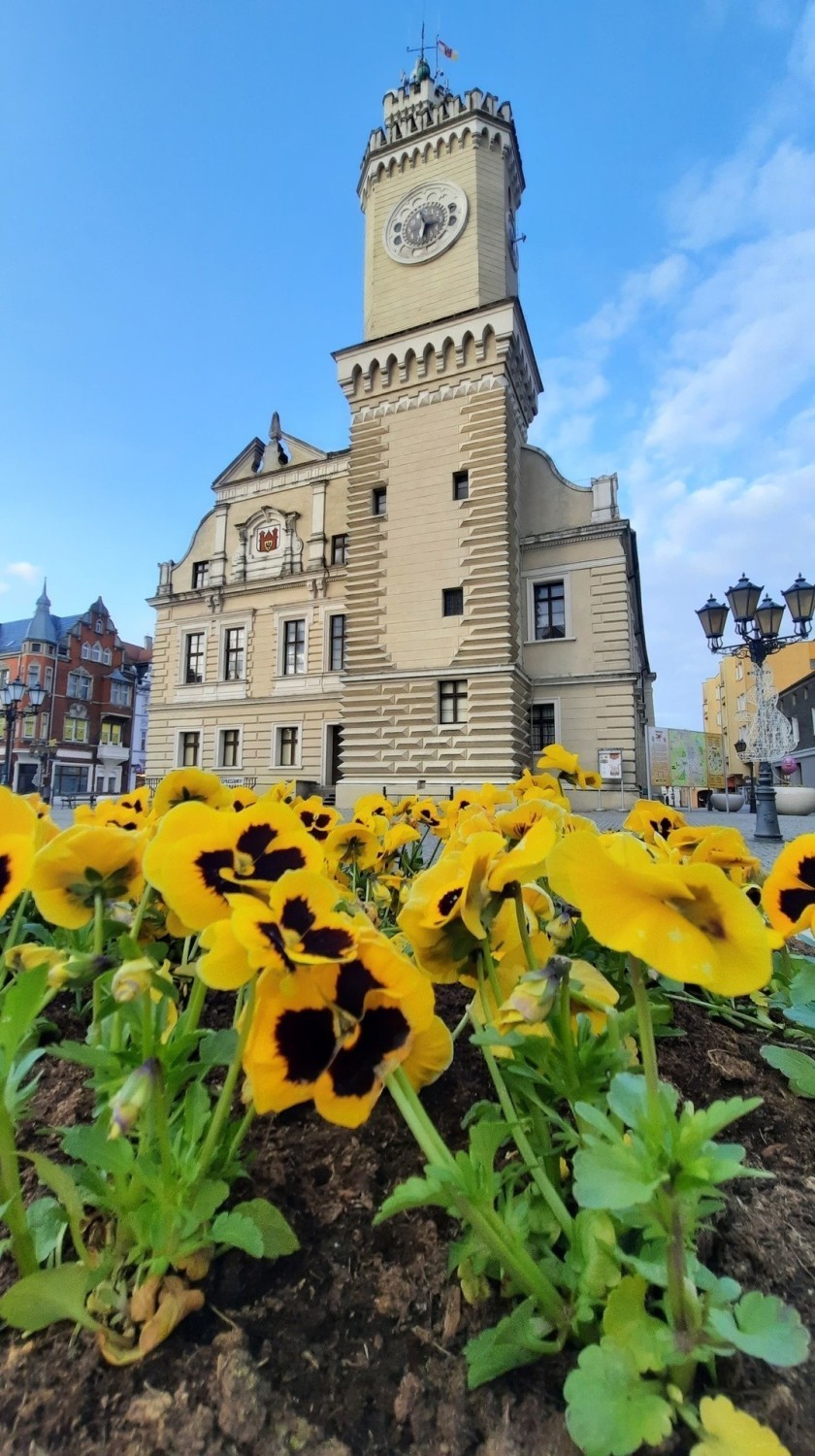 Centrum Świebodzina utonęło w morzu bratków