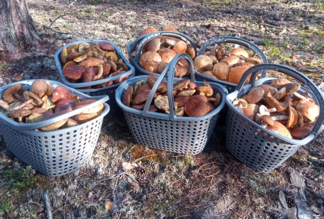 Sześć koszy pełnych grzybów to efekt środowego grzybobrania w lasach powiatu zgierskiego