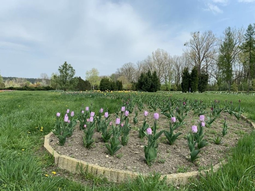 Arboretum w Stradomi wkrótce czynne dla turystów! (ZDJĘCIA Z OGRODU)