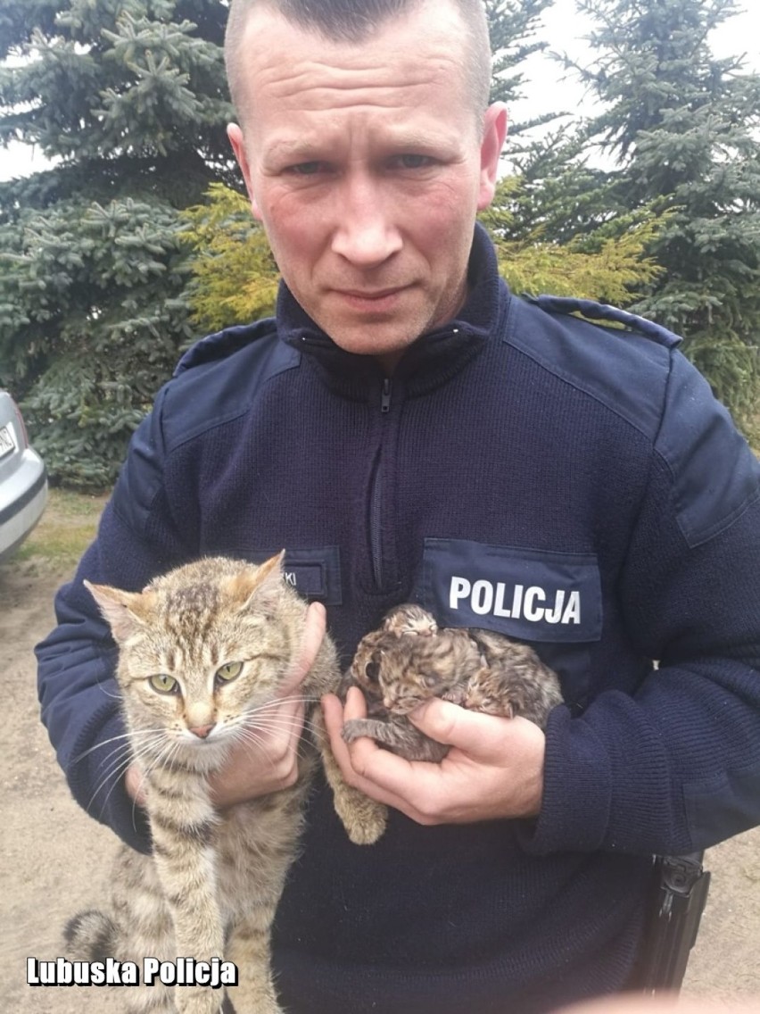 Policjanci już wiedzą, kto wyrzucił malutkie kotki zawinięte w worek foliowy do śmietnika w Sławie. Zarzuty usłyszała 60-letnia kobieta