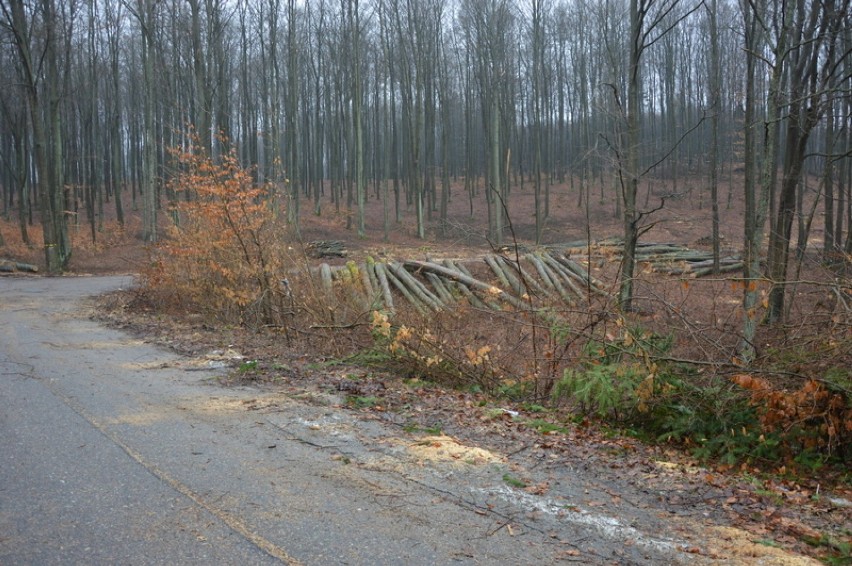 Miniobwodnica Kartuz jeszcze zamknięta - po wycince drzew jezdnia musi być uprzątnięta ZDJĘCIA