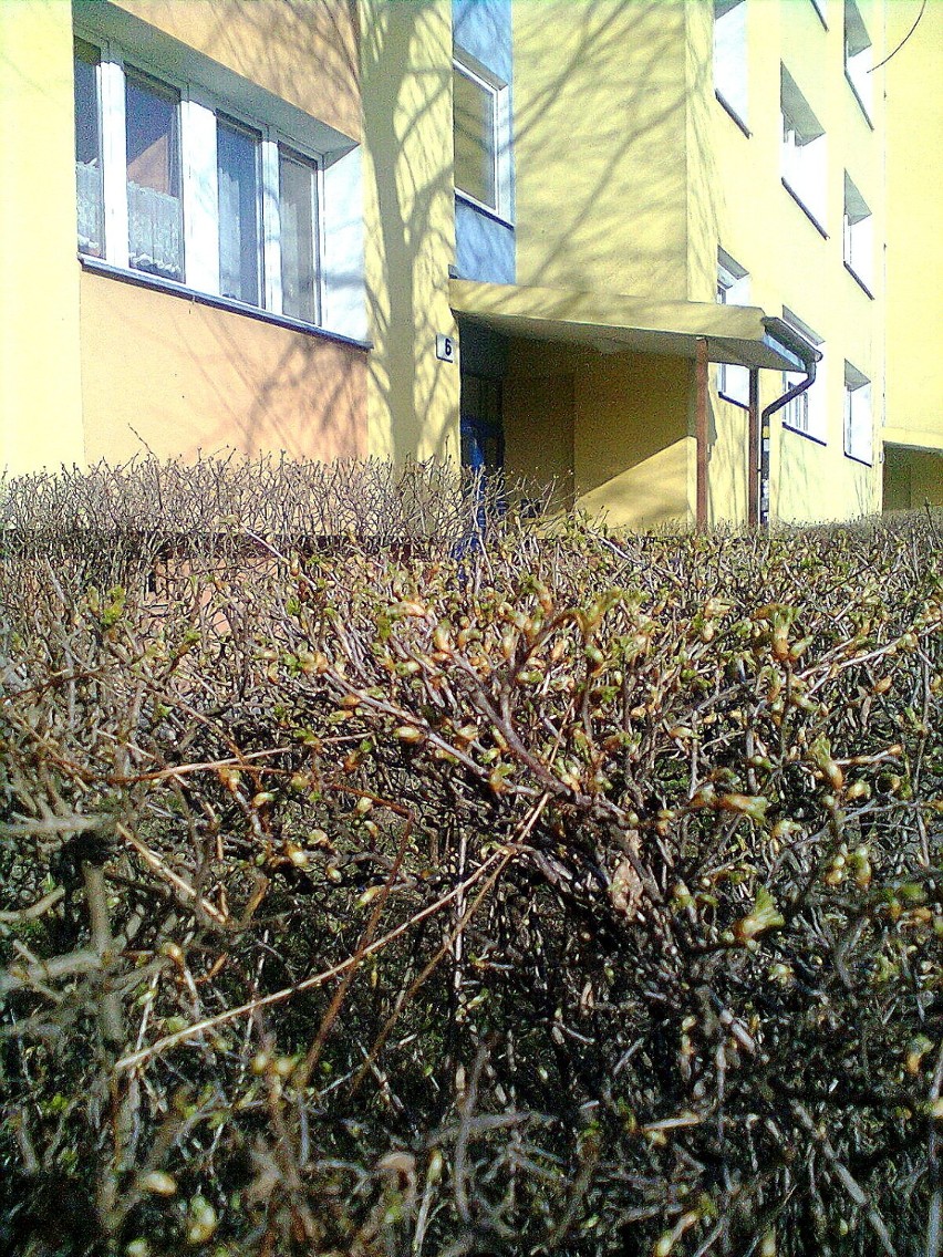 Na Glinkach - już wiosna.