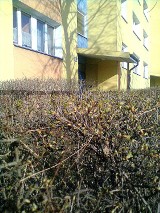 Wiosna w Bydgoszczy rozpoczęta
