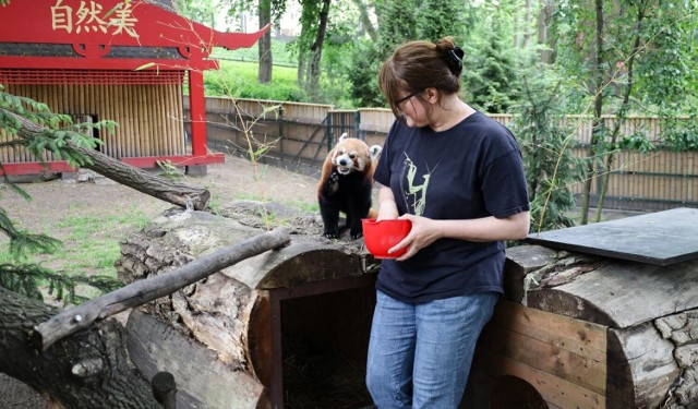 Katarzyna Jurków, starszy specjalista do spraw egzotarium, z pandą małą
