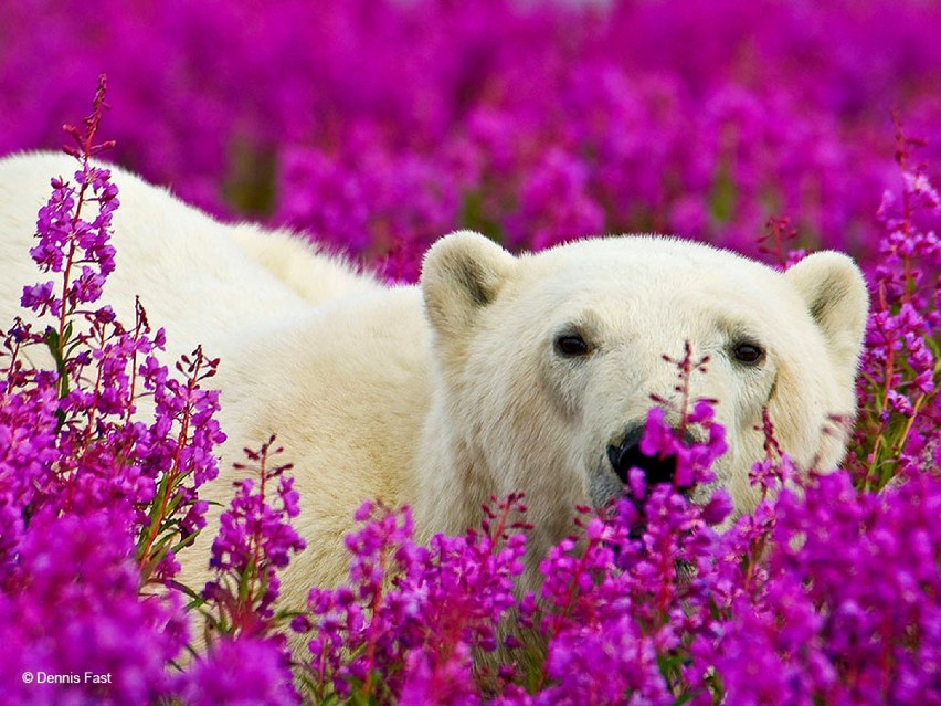 Polarne niedźwiedzie w morzu kwiatów