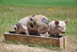 Zgorzelec: Szkolenie dla hodowców świń