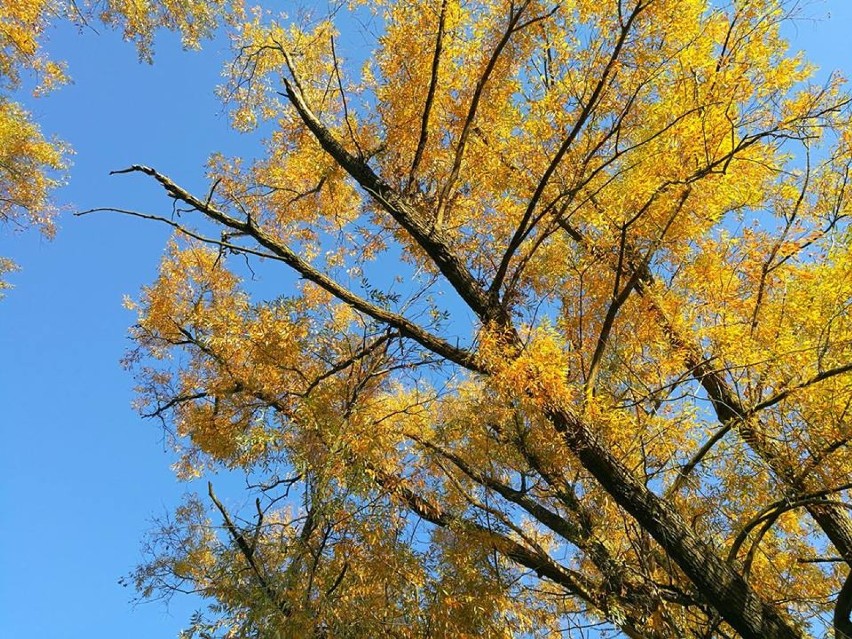 Oto jesień w obiektywie Czytelników - zobacz piękne zdjęcia!