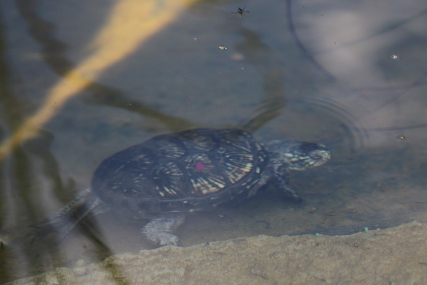 Siewierz: żółwie błotne zamieszkały w oczku wodnym. Są pod ochroną [ZDJĘCIA]
