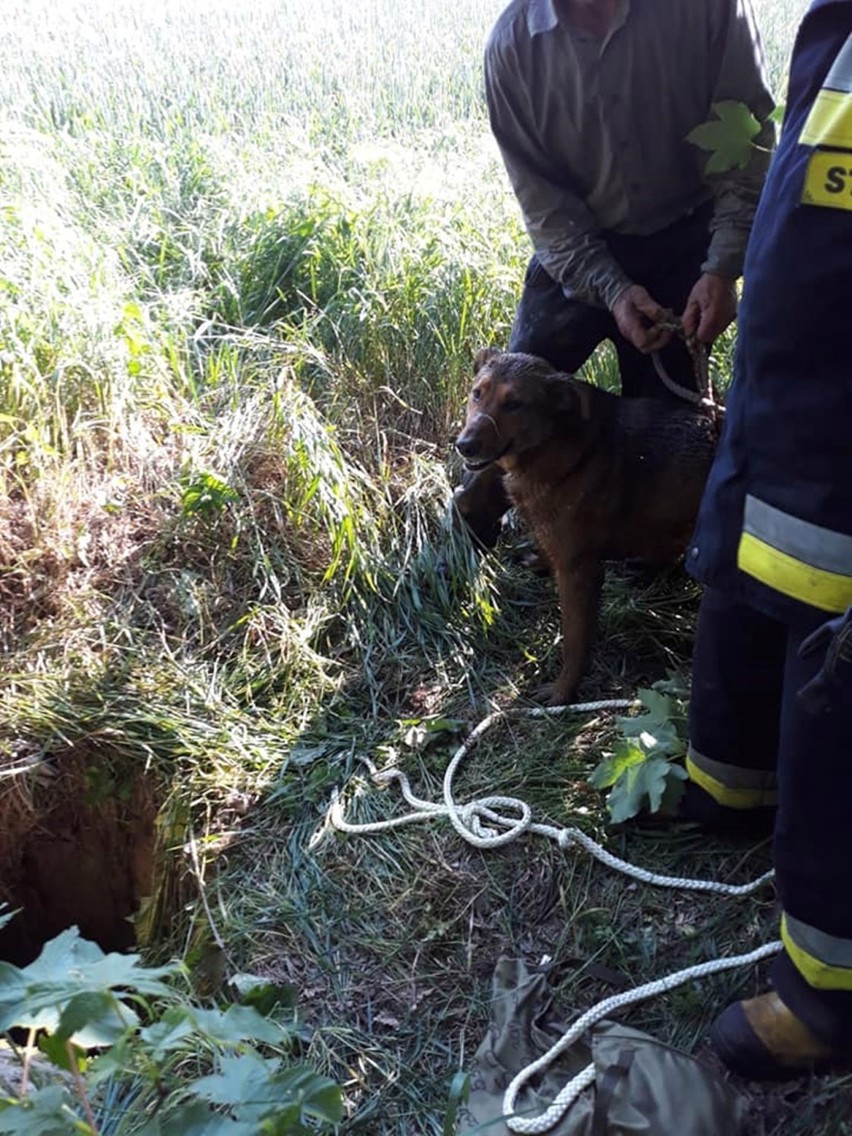 Strażacy ze Starej Dąbrowy uratowali psa, który wpadł do głębokiej studzienki 