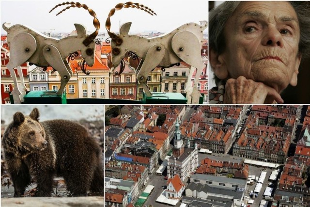 Przygotowaliśmy dla Was zestaw ciekawostek o Poznaniu. Czy wiecie, jak mają na imię poznańskie koziołki? Zastanawialiście się, ile waży Stary Marych? A w którym autobusie ma swój fotel Krystyna Feldman? Odpowiedzi na te oraz inne zaskakujące pytania dotyczące stolicy Wielkopolski znajdziecie w naszej galerii. Sprawdźcie!

Przejdź do kolejnego slajdu ----->