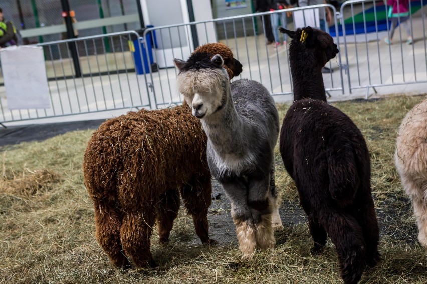 Targi Zoologiczne Warsaw Animals Days 2019. Kiedy i gdzie...