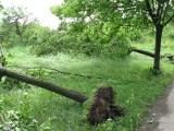 Na terenie Kutna silnie wieje, nie ma zgłoszeń o szkodach