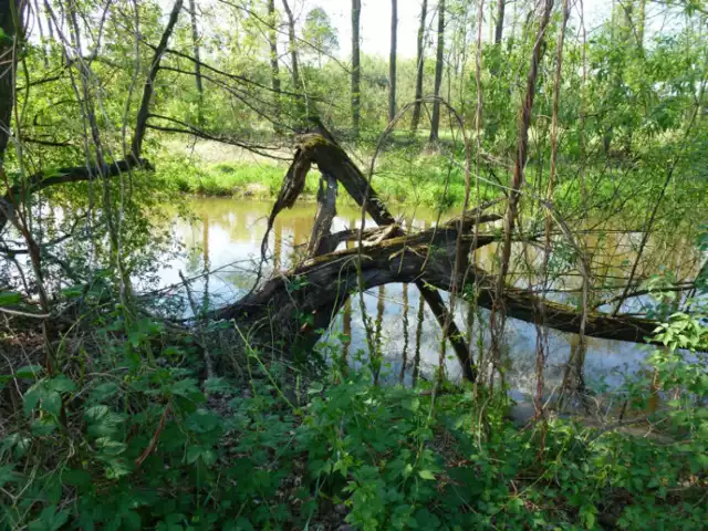 Dolina rzeki Wilgi wraz z korytem należy do Nadwiślańskiego Obszaru Chronionego Krajobrazu. Fot. Mirosława Kasowska