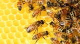 Zgnilec amerykański atakuje pszczoły w 4 gminach powiatu radomszczańskiego. Wprowadzono tam „obszar zapowietrzony”