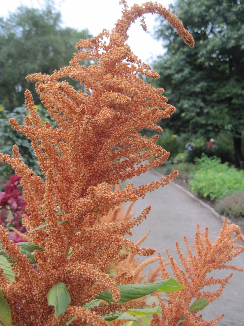 Spacer po Ogrodzie Botanicznym w Lublinie. Te rośliny można jeść? 