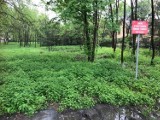 Kraków. Mieszkańcy Łęgu chcą zamienić zarośla na park. Miasto uważa, że wcześniej trzeba sprawdzić wartości przyrodnicze tego miejsca