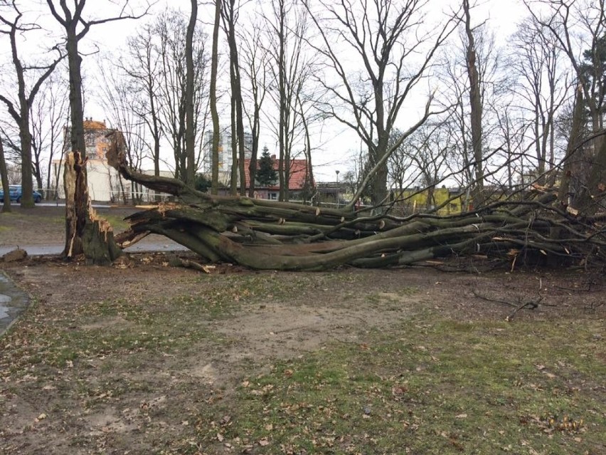 ZIELONA GÓRA: Park Piastowski już bez pomnika przyrody. Drzewo się przewróciło. Na szczęście nikomu nic się nie stało [ZDJĘCIA]