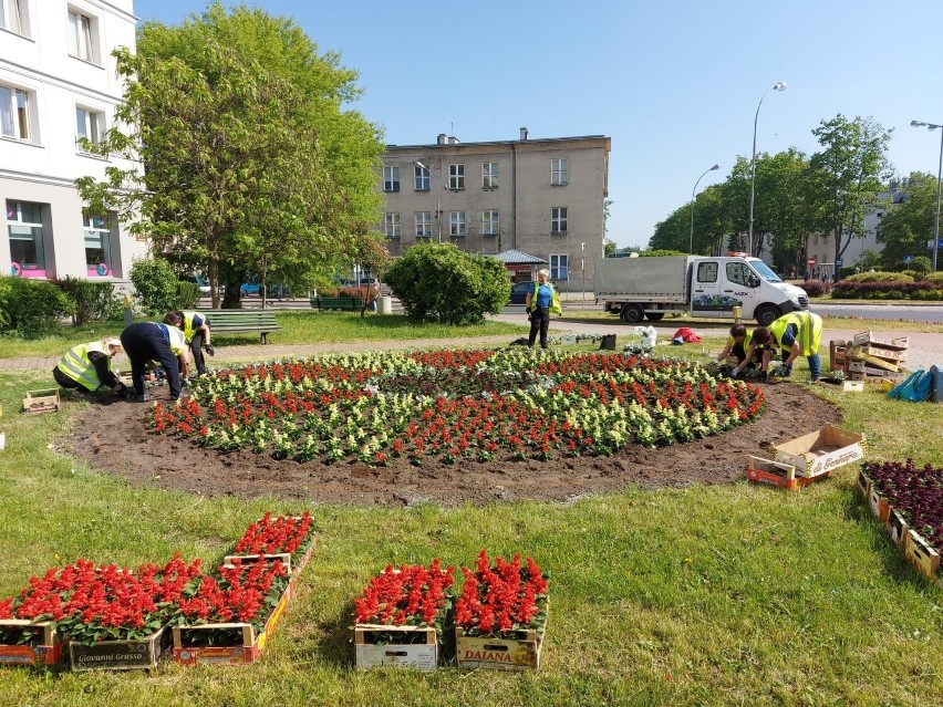 Stalowa Wola. Letnie kwiaty na rabatach zastąpiły wiosenne bratki i tulipany. Zobacz zdjęcia