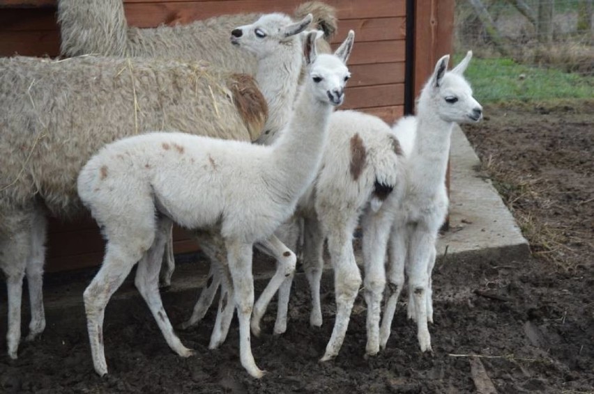 Zoo Safari Borysew

50 proc. zniżki na bilety w dniach 15-17...