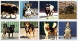 Adoptuj psa z gminy Łask. Zobacz zwierzęta czekające w schronisku na nowy dom 