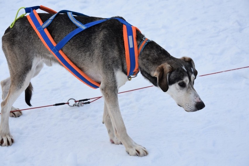 Nowy Targ: Każdy dzieciak mógł się za darmo przejechać psim zaprzęgiem [ZDJĘCIA]