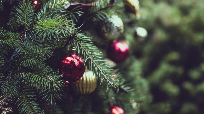Dzięki mieszkańcom świąteczna drzewka zyskają drugie życie!