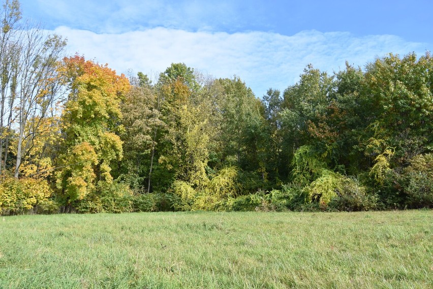 Tarnów. Złota polska jesień w Parku Piaskówka. Drzewa mienią się kolorami i przyciągają spacerowiczów [PAŹDZIERNIK 2021]