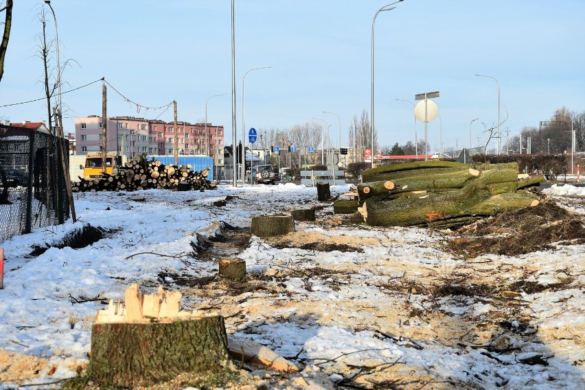 Wycinka drzew wzdłuż ul. Bohaterów Monte Cassino w Opolu