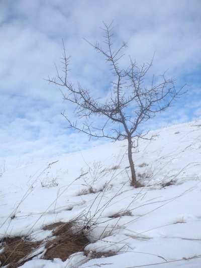 Zimowy plener - Pagórki niedaleko Sikorzyna koło Gołubia