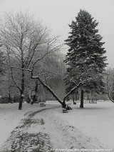 Park Róż w śniegowym puchu. (2)