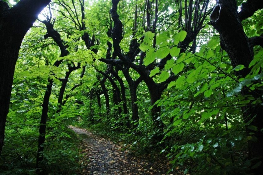 Czy Park Grodowy utraci swoją naturalność po uchwaleniu nowego budżetu obywatelskiego w Sopocie?