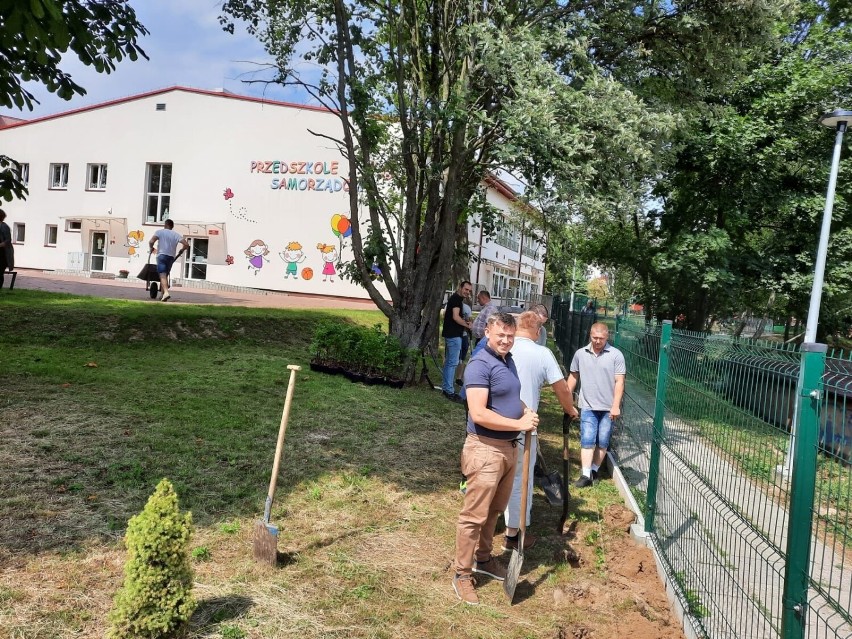 Otoczenie Przedszkola numer 6 w Sandomierzu zdobią nowe nasadzenia. Drzewka to dar od prywatnej firmy. Zobacz zdjęcia