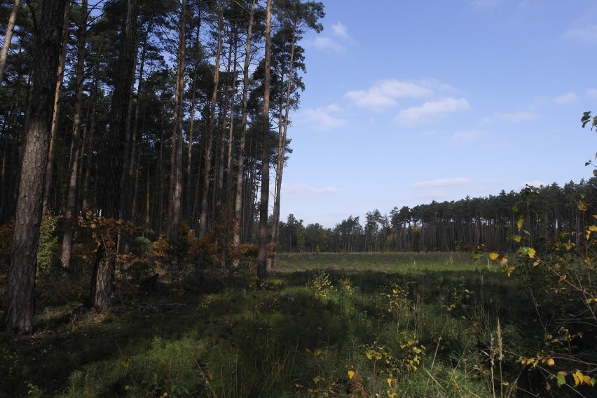 Syców: Wielka inwazja