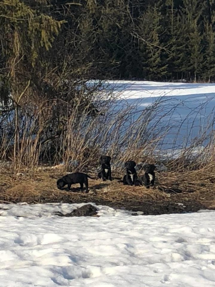 Podhale. Poszukiwany zwyrodnialec, który porzucił szczeniaki w lesie