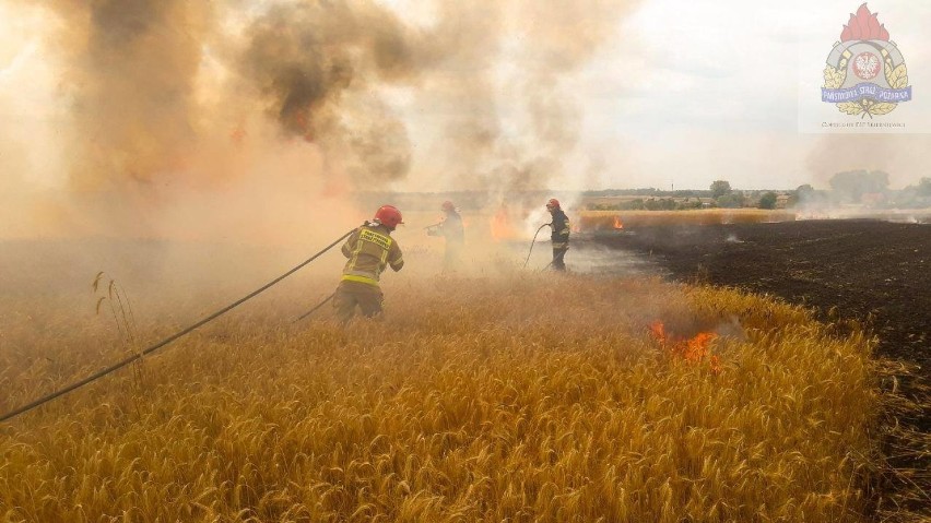 W piątek, 19 lipca, płonęły pola zbóż w Nowym Ludwikowie...