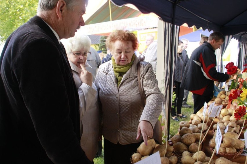 Dzień Ziemniaka 2015 w Świnicach Warckich