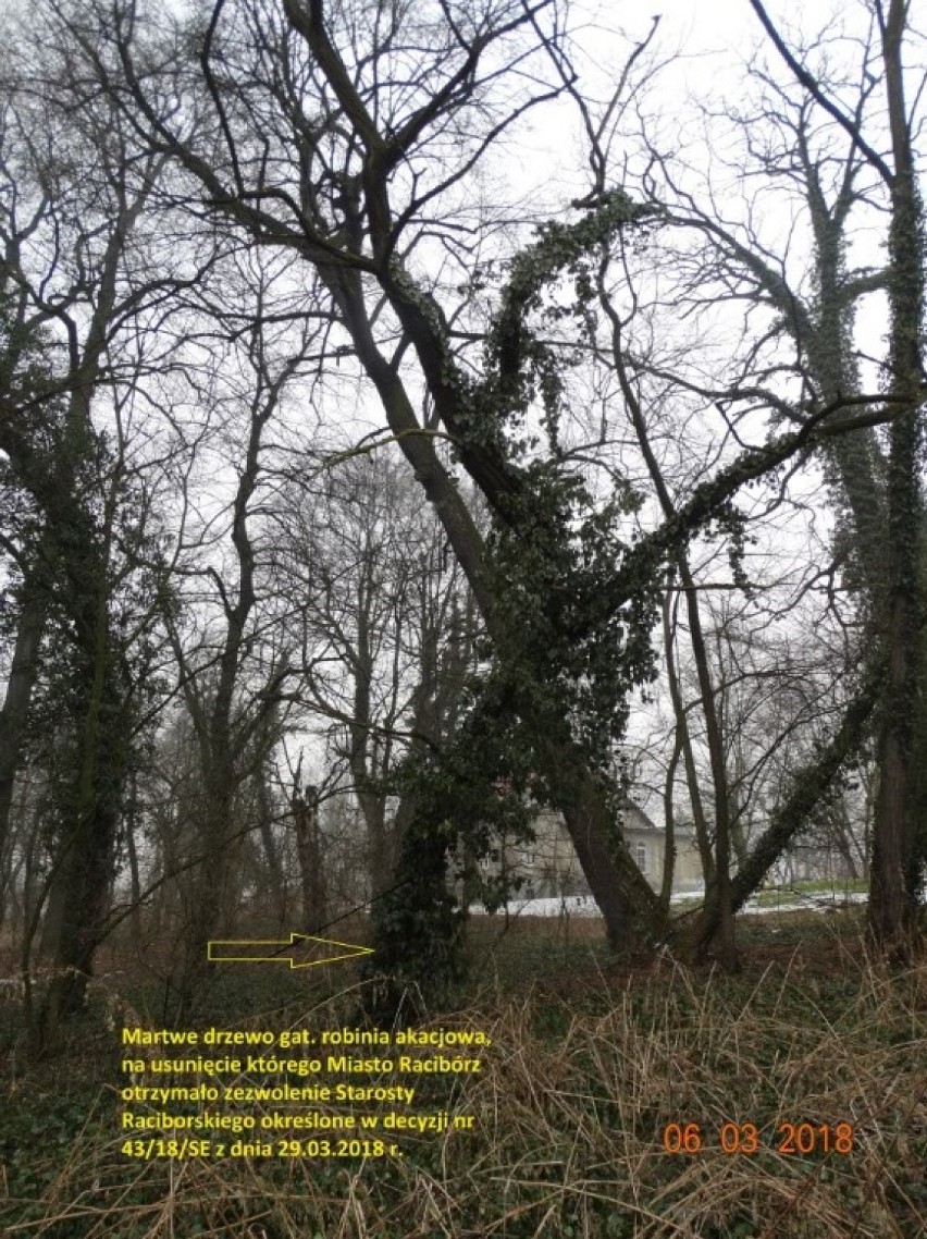 Miasto planuje kolejną wycinkę drzew w Raciborzu