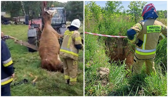 Do dwóch nietypowych wypadków z udziałem zwierząt doszło we wtorek, 4 lipca 2023 na terenie Dolnego Śląska.