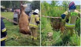 Krowa wpadła do studni, a jelonki do wykopu. Dolnośląscy strażacy w akcji - zobacz zdjęcia