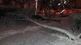 Drzewo pod naporem śniegu runęło na chodnik w Zielonej Górze [ZDJĘCIE CZYTELNIKA]