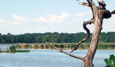 Rezerwat Łężczok to jeden z największych skarbów przyrody na Śląsku