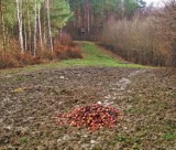 Myśliwi z Tczewa idą na „łatwiznę”?