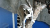 Lemury w Świerklańcu. Od soboty będzie można je oglądać