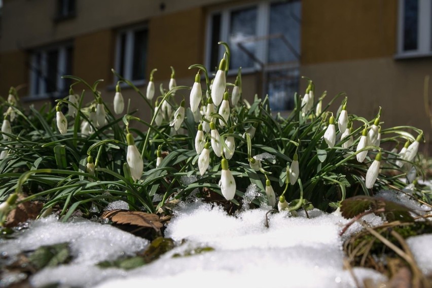 Ostatni weekend mógł być zapowiedzią nadchodzącej wiosny....