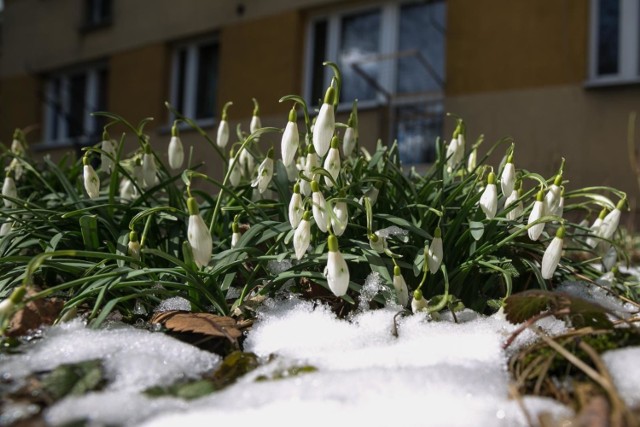 Ostatni weekend mógł być zapowiedzią nadchodzącej wiosny. Jak się okazuje, w tym tygodniu pogoda również będzie sprzyjająca, choć poznaniacy muszą się liczyć z możliwymi opadami deszczu. 

Sprawdźcie prognozę pogody na ten tydzień --->