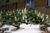 Poznań: Pogoda na tydzień (18-22 lutego). Wiosna zawitała na stałe w stolicy Wielkopolski?
