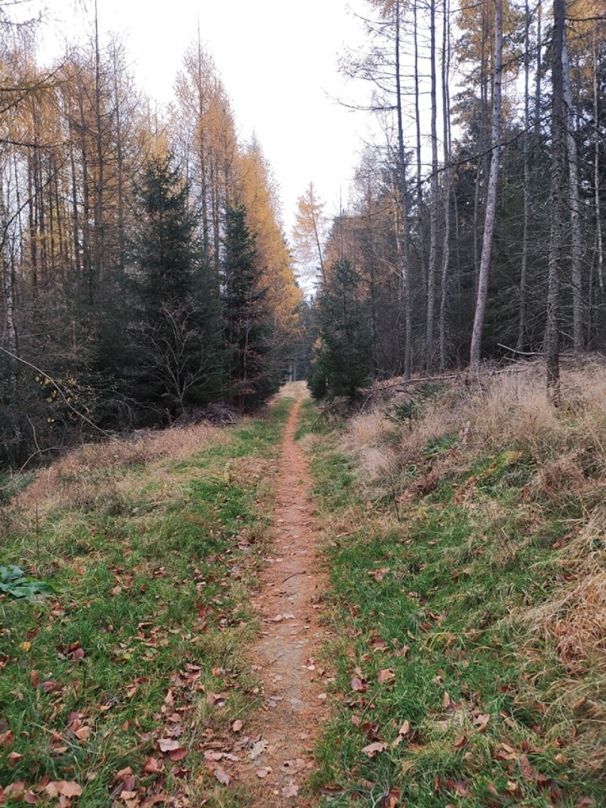 Kolejna wieża widokowa w Świeradowie- Zdroju. Atrakcja na Młynicy już niedługo będzie gotowa [ZDJĘCIA]